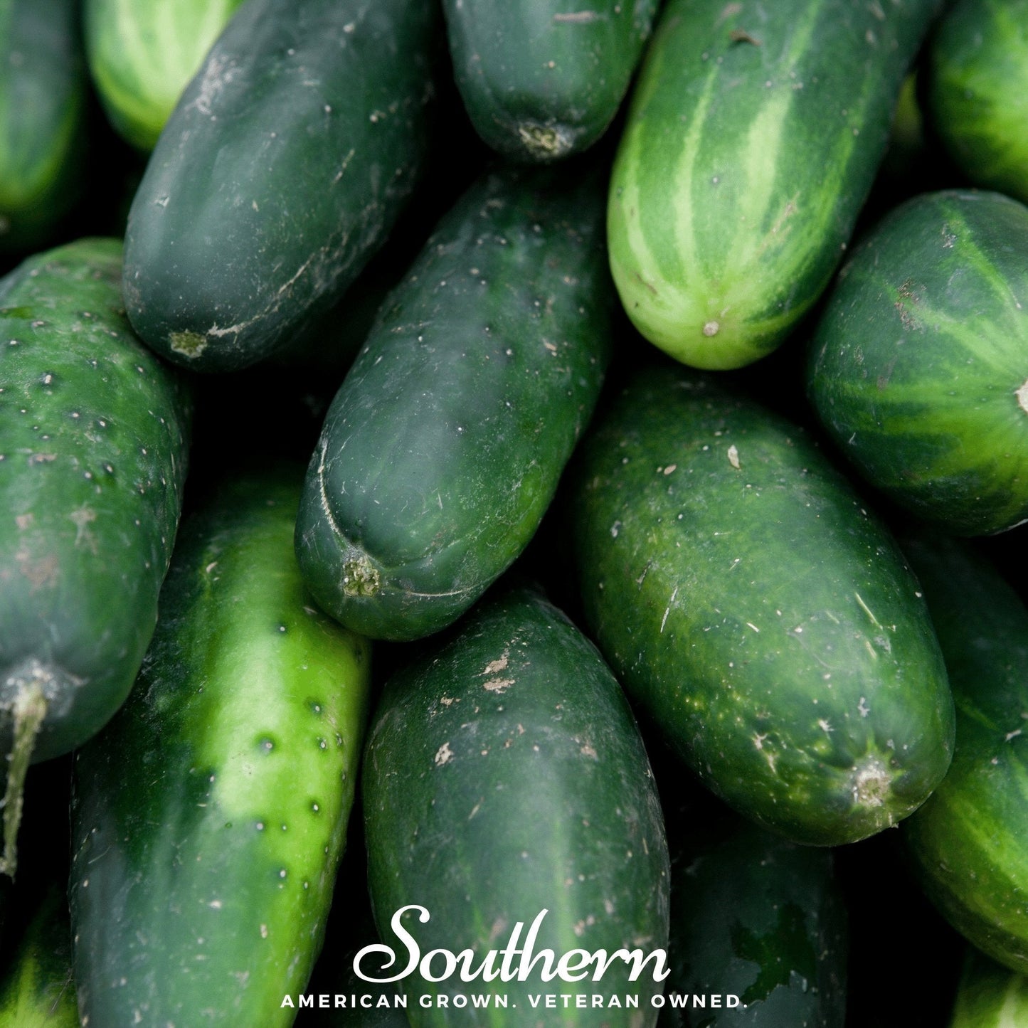Ashley Cucumber – 30 Seeds