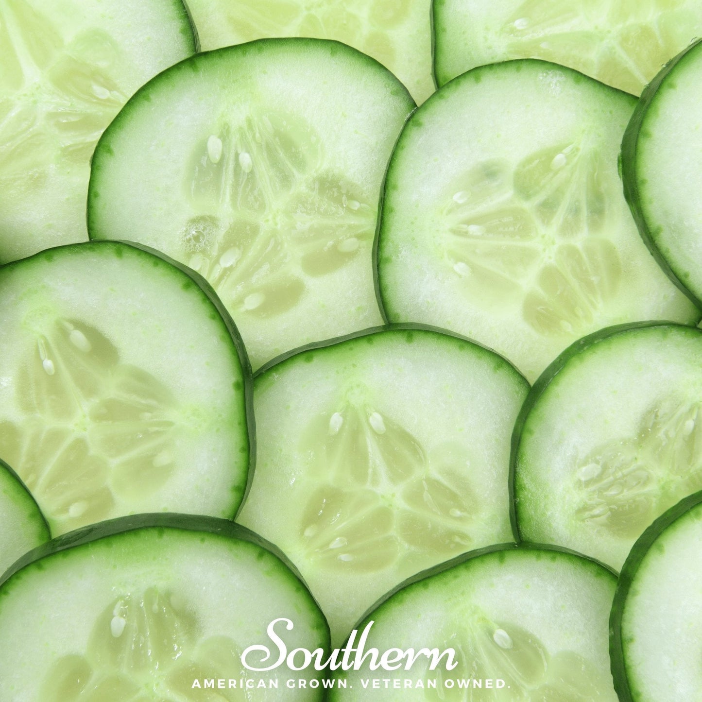 Ashley Cucumber – 30 Seeds