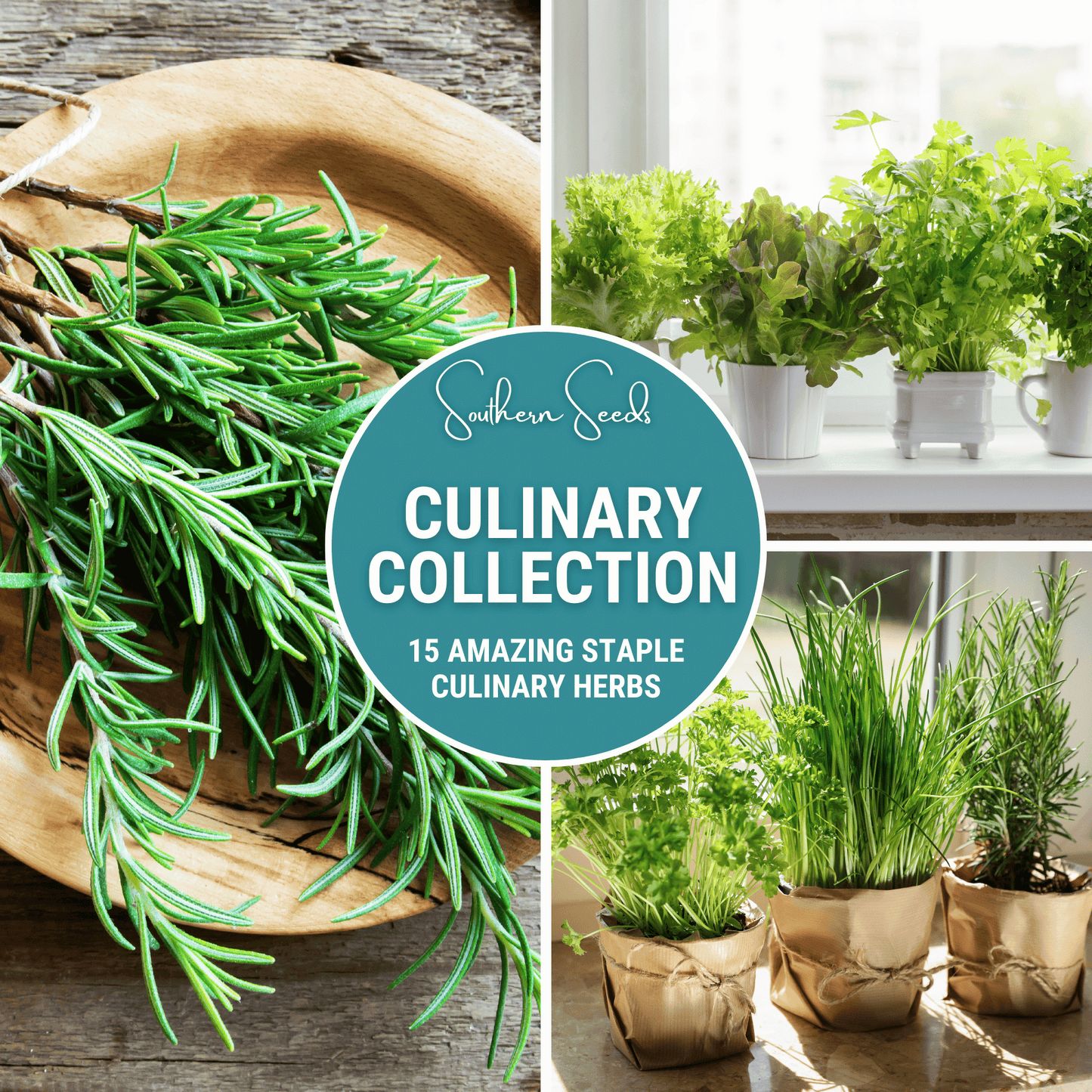 Culinary Herb Seed Collection – 15 Varieties