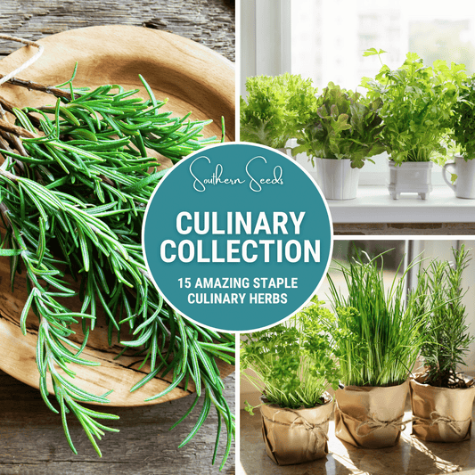 Culinary Herb Seed Collection – 15 Varieties