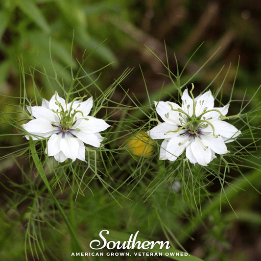 Black Cumin – 50 Seeds