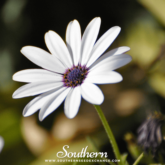 African White Daisy – 25 Seeds