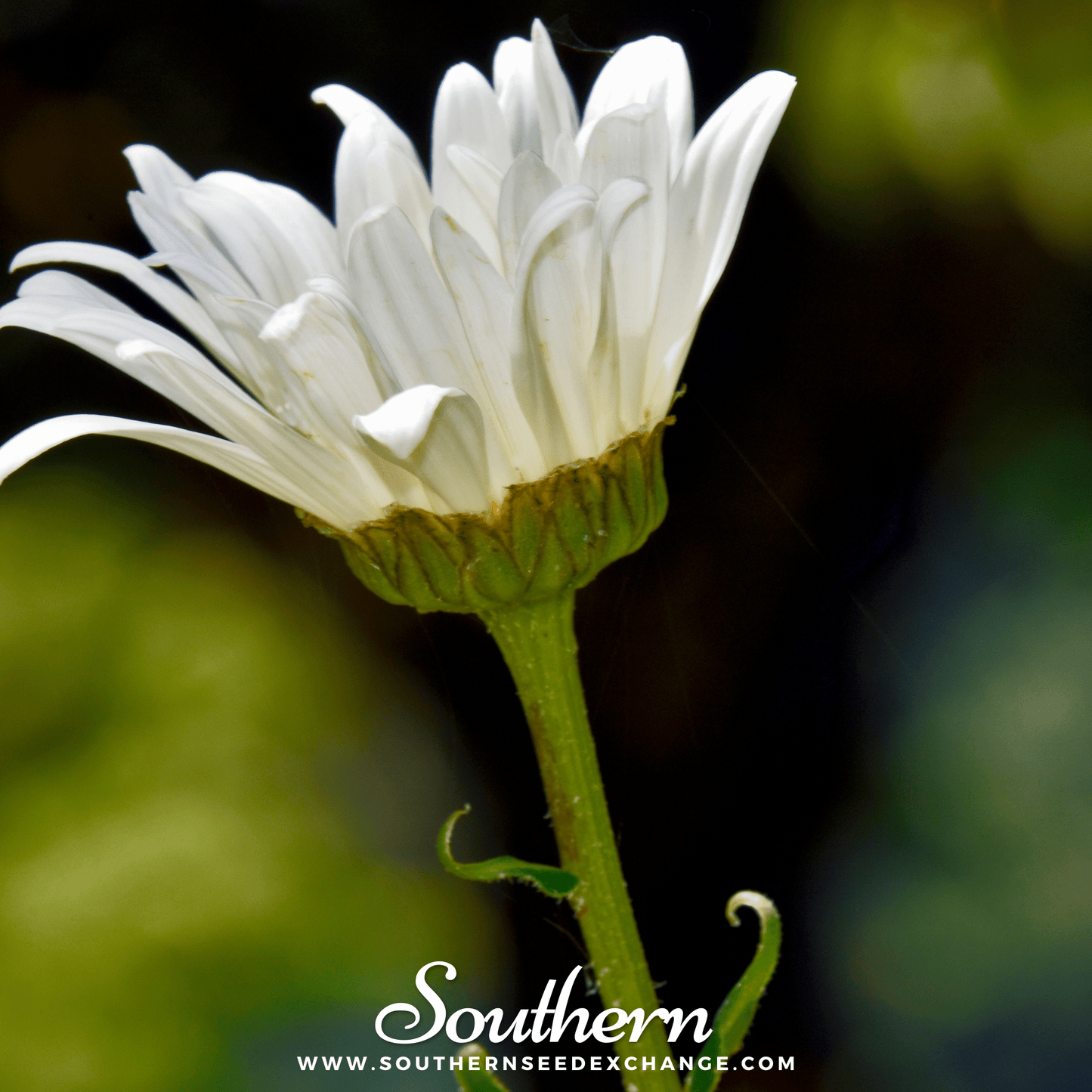 Alaska Shasta Daisy – 100 Seeds