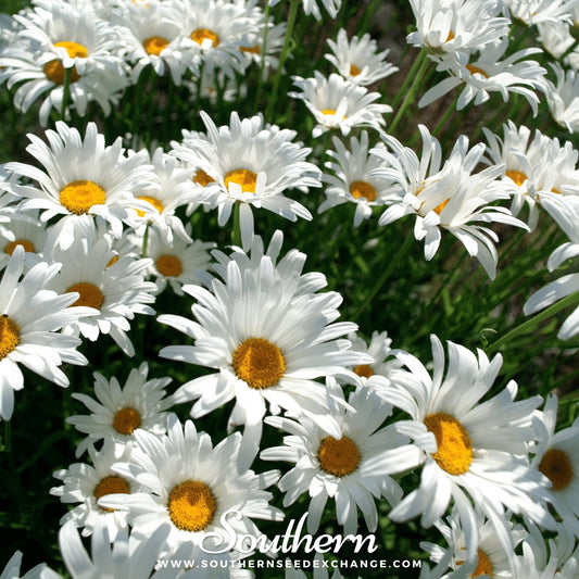Alaska Shasta Daisy – 100 Seeds