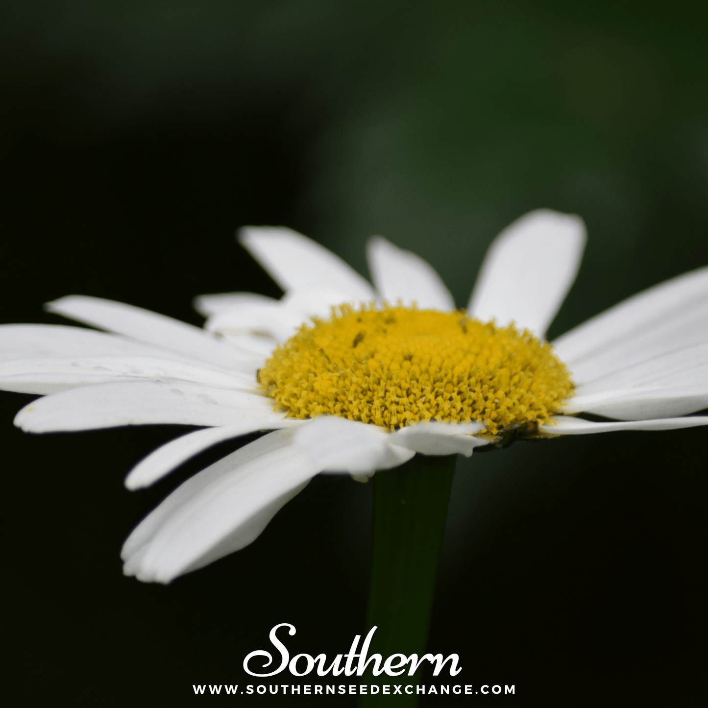 Alaska Shasta Daisy – 100 Seeds