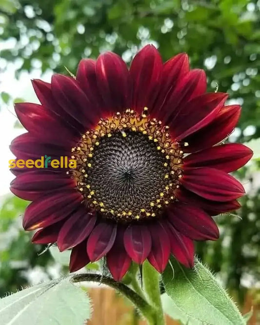 Dark Red Sunflower Seeds for Planting - Add Bold, Vibrant Blooms to Your Garden
