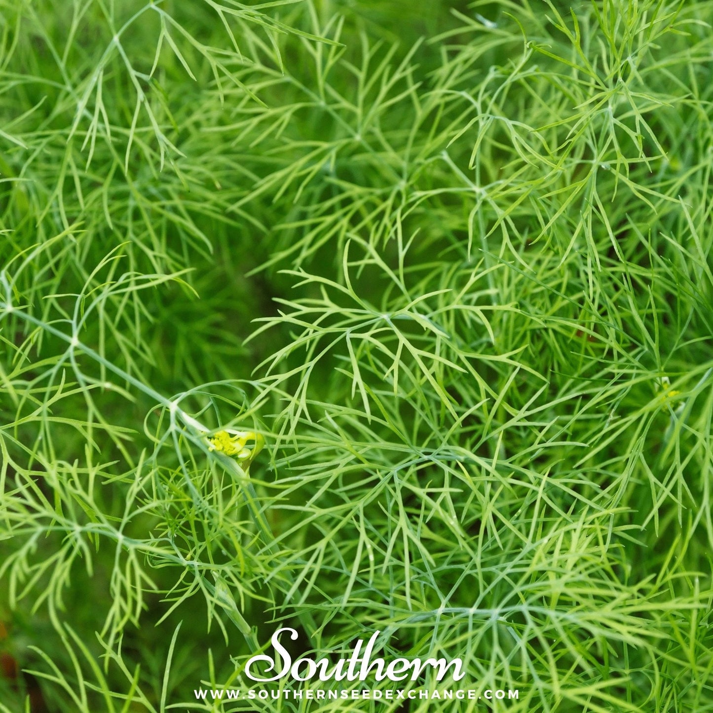 Bouquet Dill – 100 Seeds