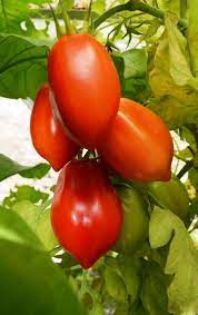 Purple Red Tomato Seeds for Planting – Heirloom, Non-GMO, Organic Garden Seeds, High Germination