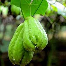 Chayote Vegetable Seeds for Planting – Non-GMO, Heirloom, Easy to Grow in Small Gardens