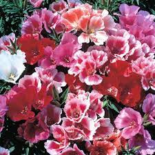 Monarch Mix Godetia grandiflora Flower Seeds for Planting – Organic, Heirloom & Non-GMO Blooms for Borders, Beds & Cottage Gardens