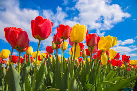 Darwin Hybrid Tulip Bulbs – Large, Perennial Tulips for Bold Spring Color