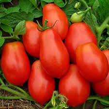 Purple Red Tomato Seeds for Planting – Heirloom, Non-GMO, Organic Garden Seeds, High Germination