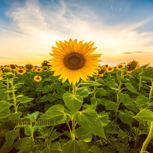 Edible Giant Sunflower Seeds - Premium Quality Seeds for Growing Mammoth Sunflowers