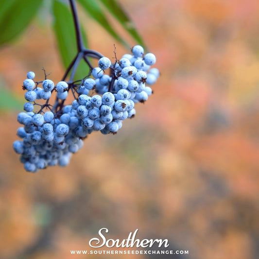 Blue Elderberry – 50 Seeds