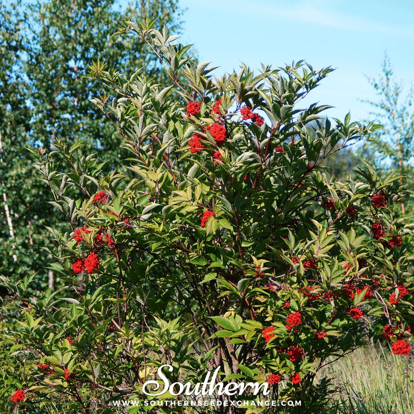 Red Elderberry – 50 Seeds