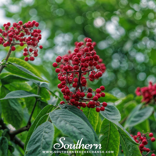 Red Elderberry – 50 Seeds