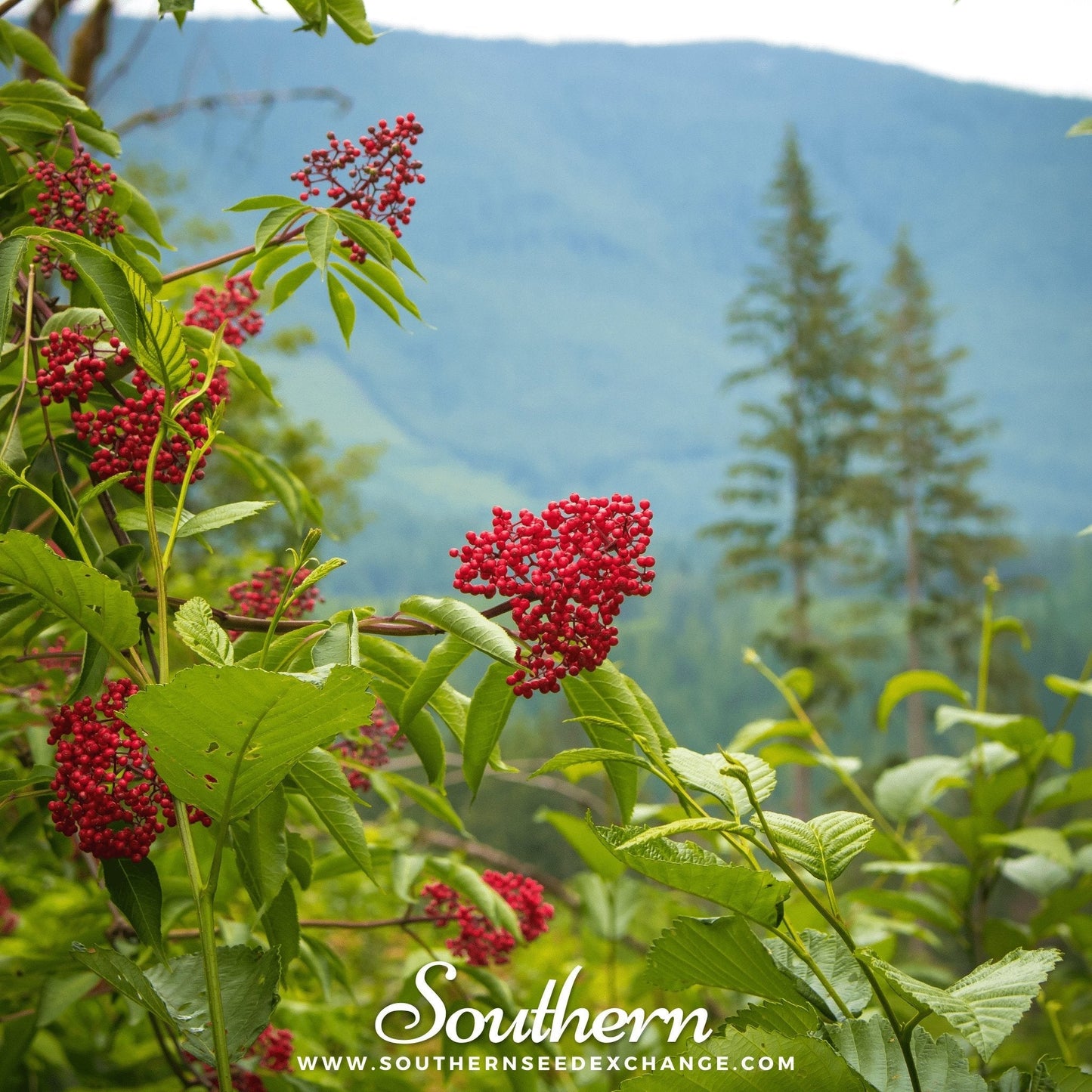 Red Elderberry – 50 Seeds