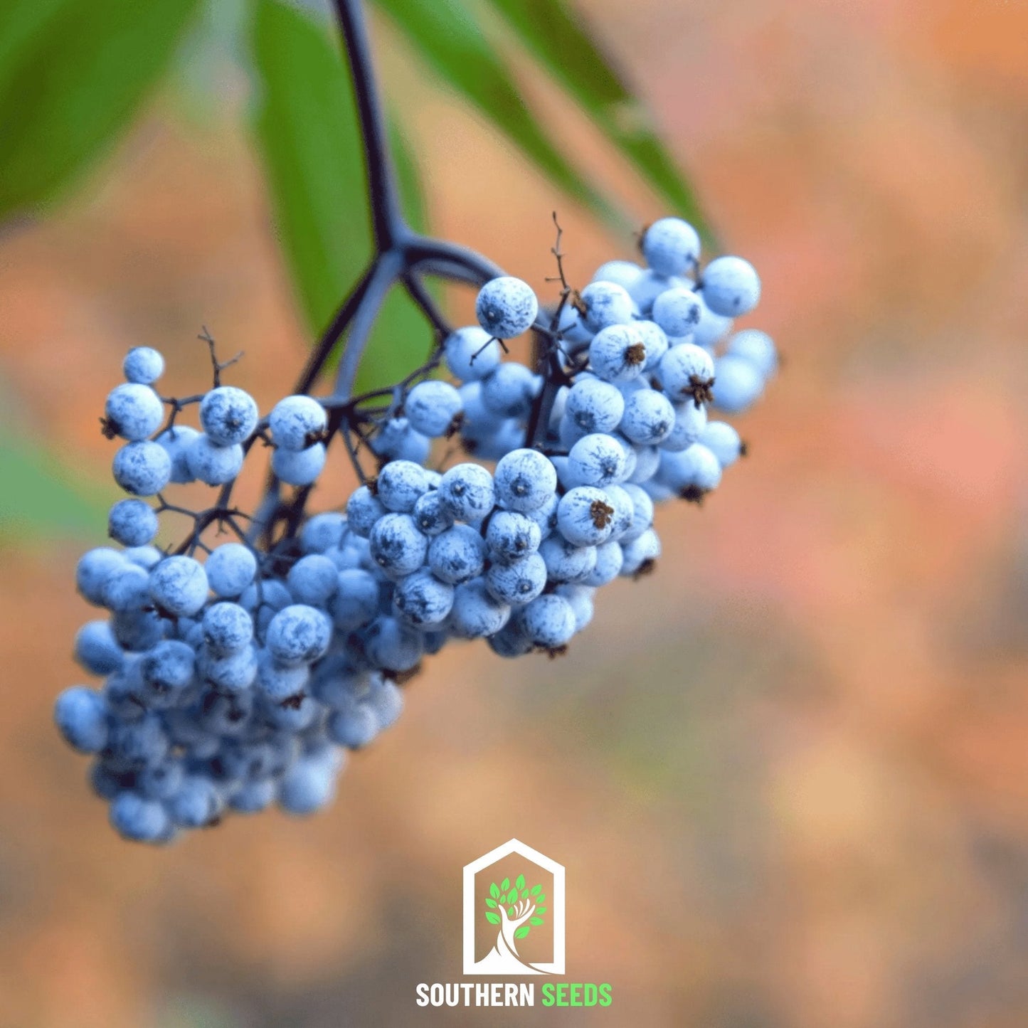 Elderberry Seed Collection (American Black • Red • Blue)