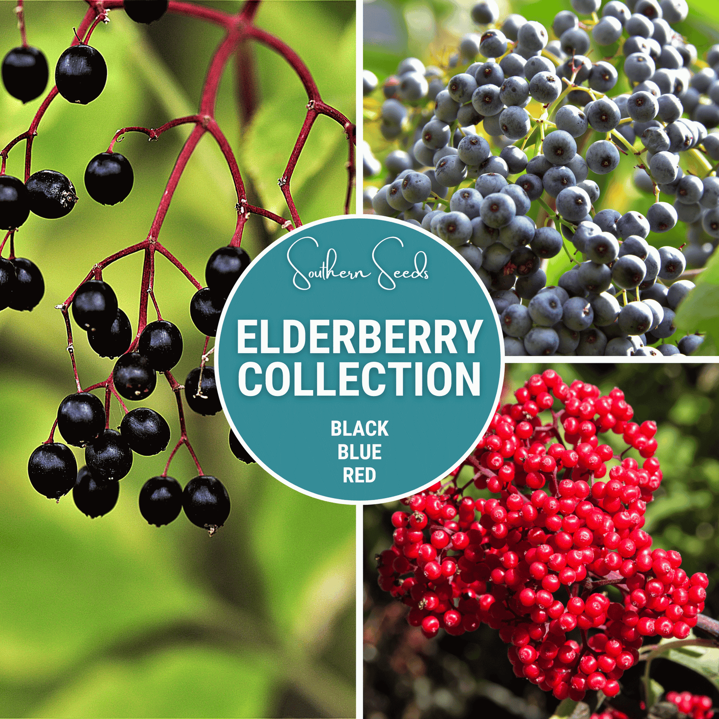 Elderberry Seed Collection (American Black • Red • Blue)