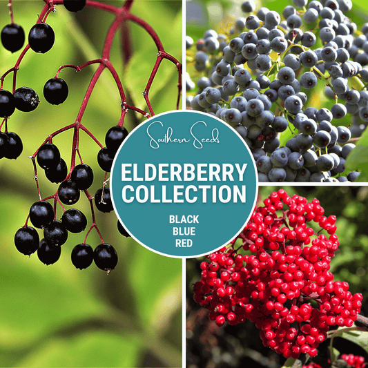 Elderberry Seed Collection (American Black • Red • Blue)