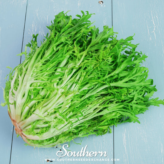 Green Curled Ruffec Endive – 200 Seeds