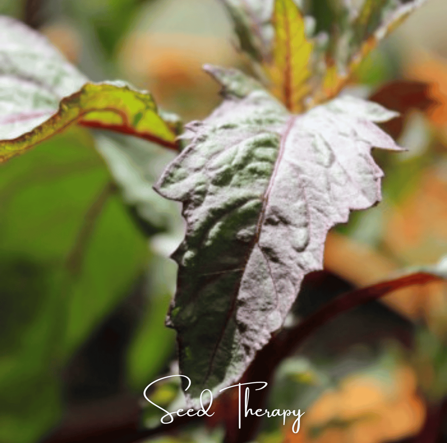 Red Oaxaca Epazote – 100 Seeds