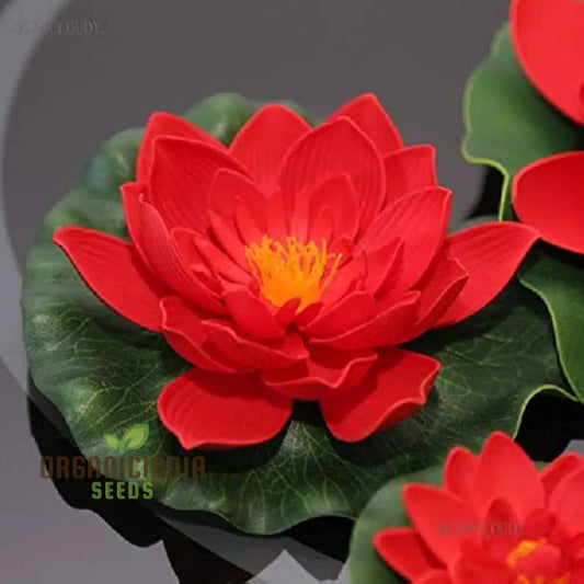 Exotic Aquatic Rose Red Lotus Flower Seeds for Home Aquatic Garden  Planting, Gardening, Aquatic Plants, Seeds