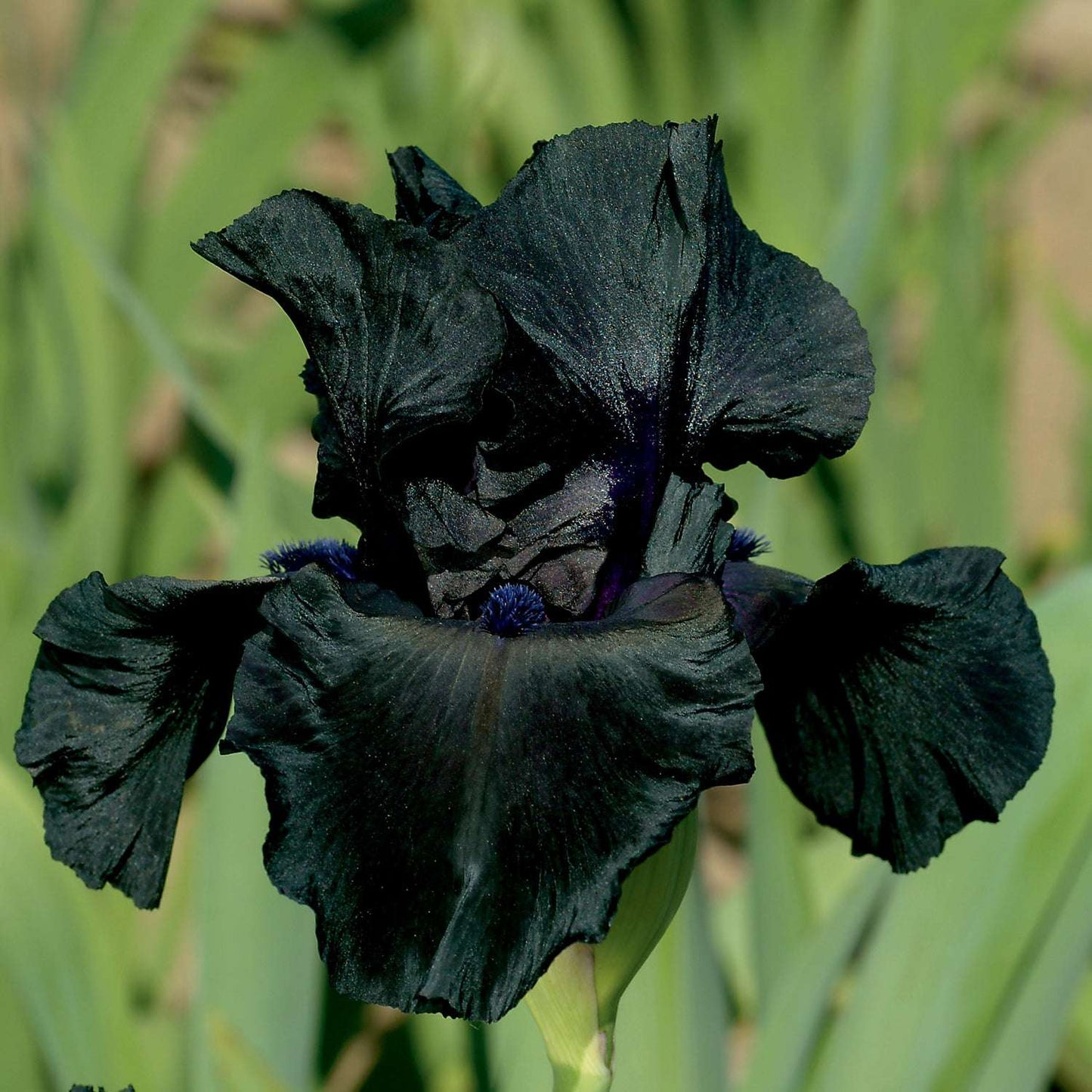 Black Suited Fragrant Black Iris Potted Quart Pot
