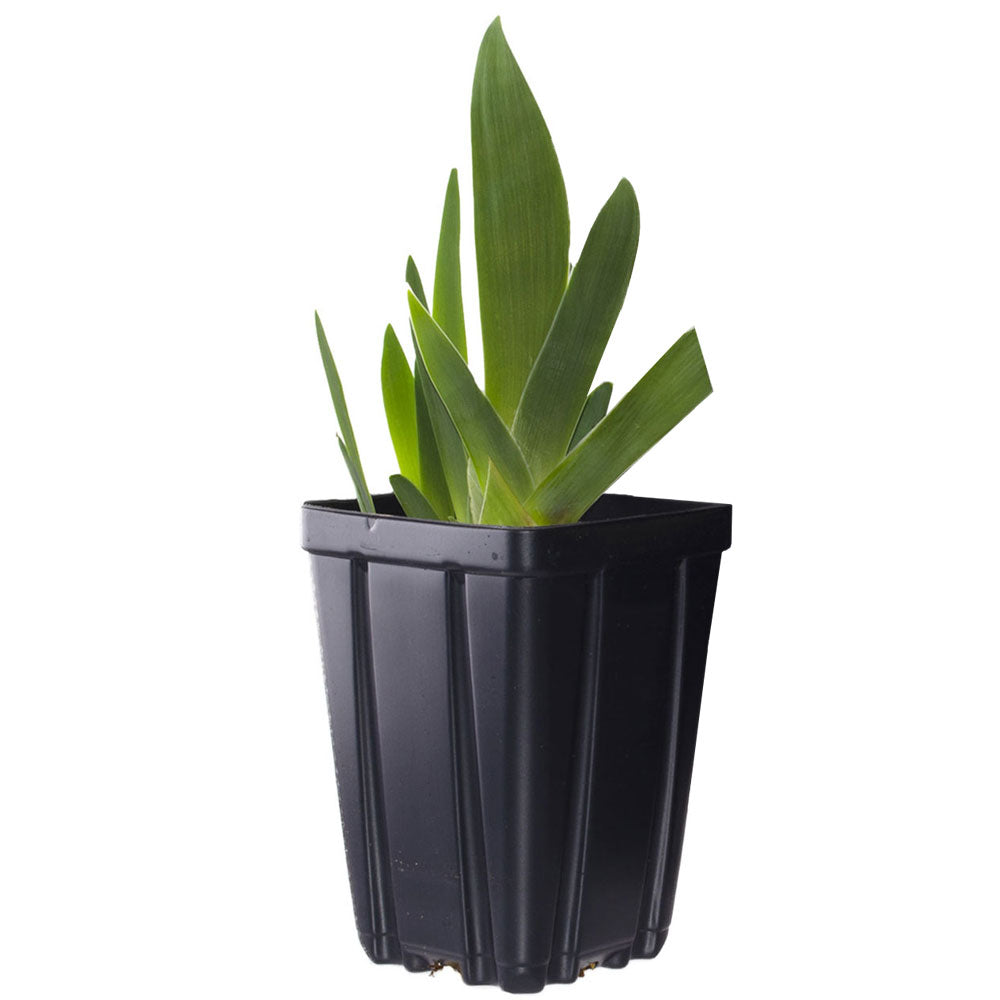 All Night Long Fragrant Iris Plant Potted Quart Pot