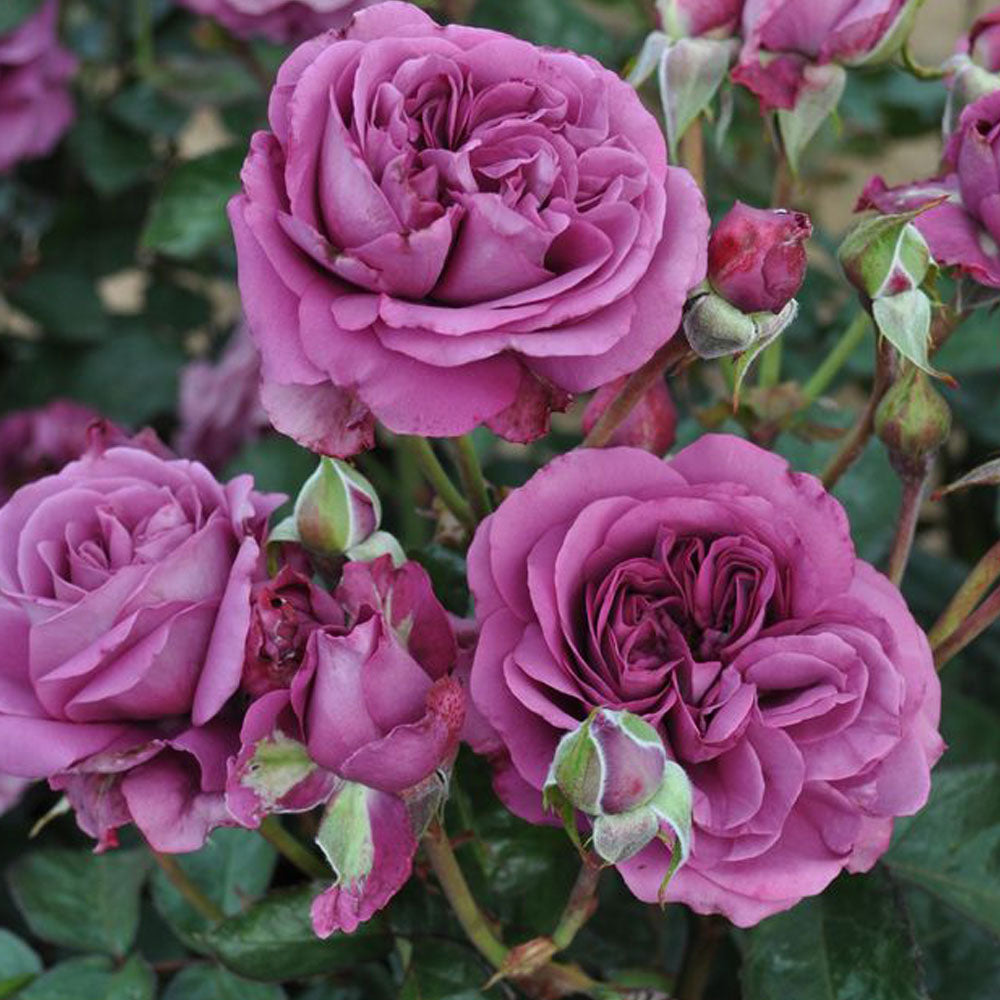 Plum Perfect Rose 1.5 Gallon Pot Fragrant Purple Rose Plant