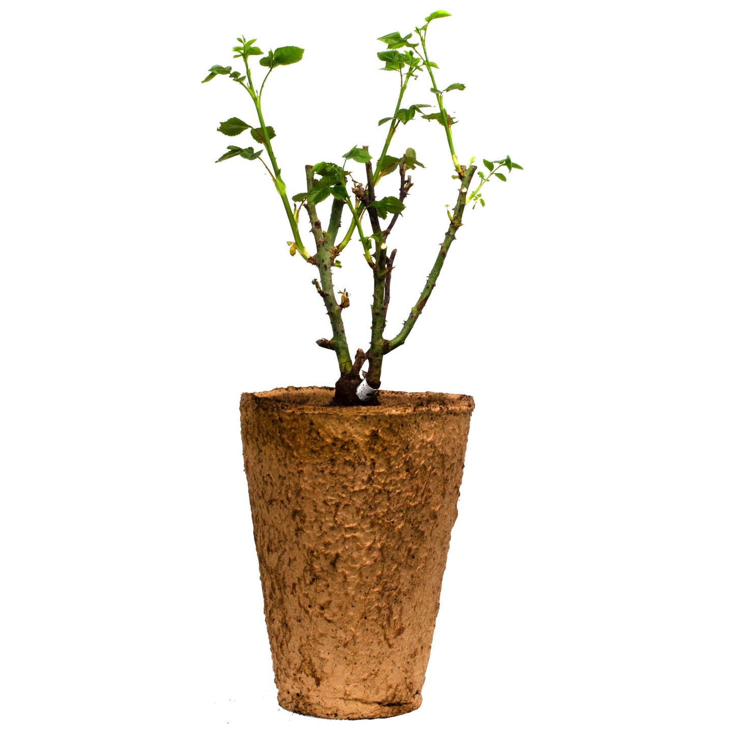 Joseph's Coat Rose 1.5 Gallon Potted Climbing Rose