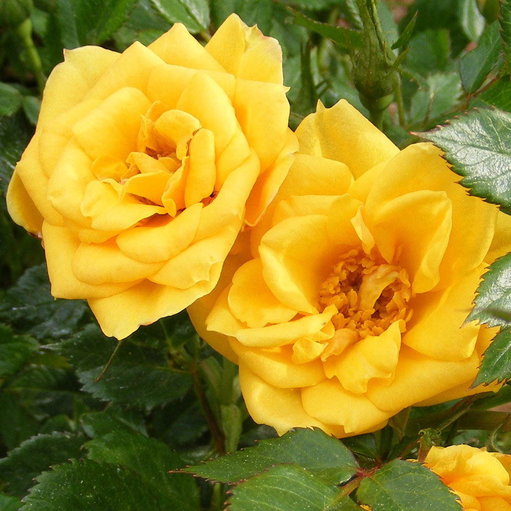 Julia Child Rose Plant 1.5 Gallon Container Fresh Garden Living