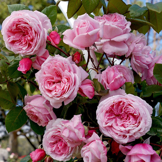 Kiss Me Kate Climbing Rose by Fresh Garden Living