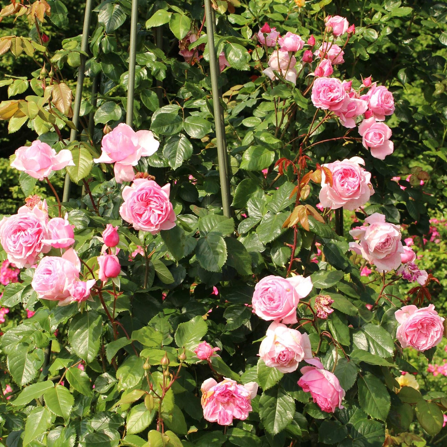 Kiss Me Kate Climbing Rose by Fresh Garden Living