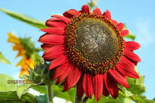 Grow Majestic Red Giant Sunflowers: The Ultimate Guide to Stunning Garden Blooms