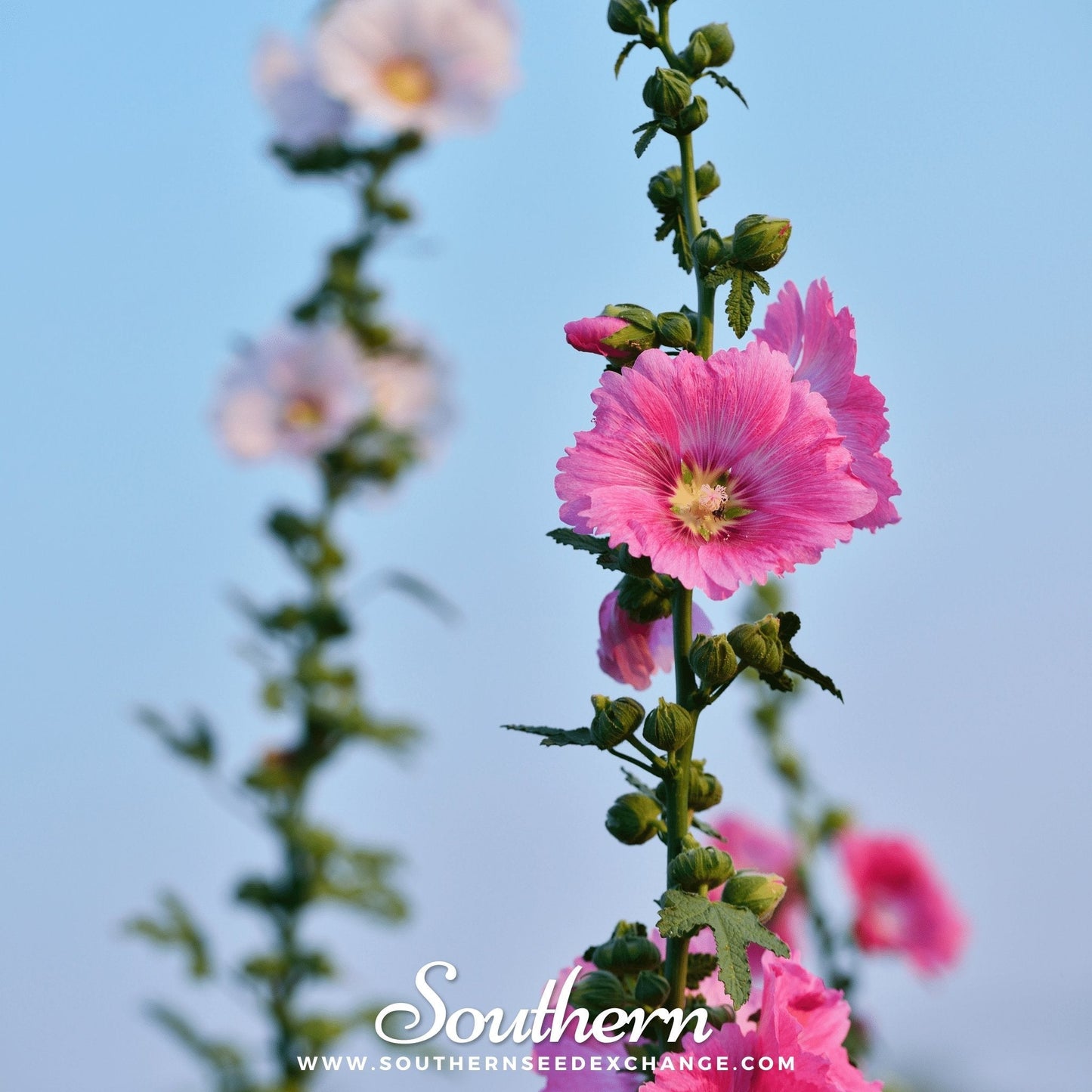Pink Hollyhock – 25 Seeds
