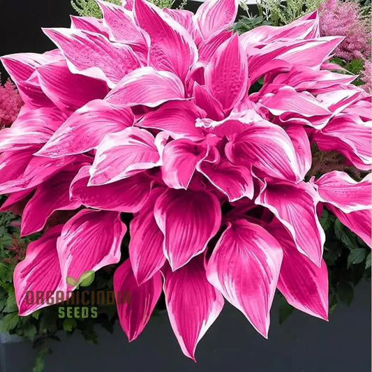 Hosta Seed Bonsai Plant  Rare Blooming Herb Seeds