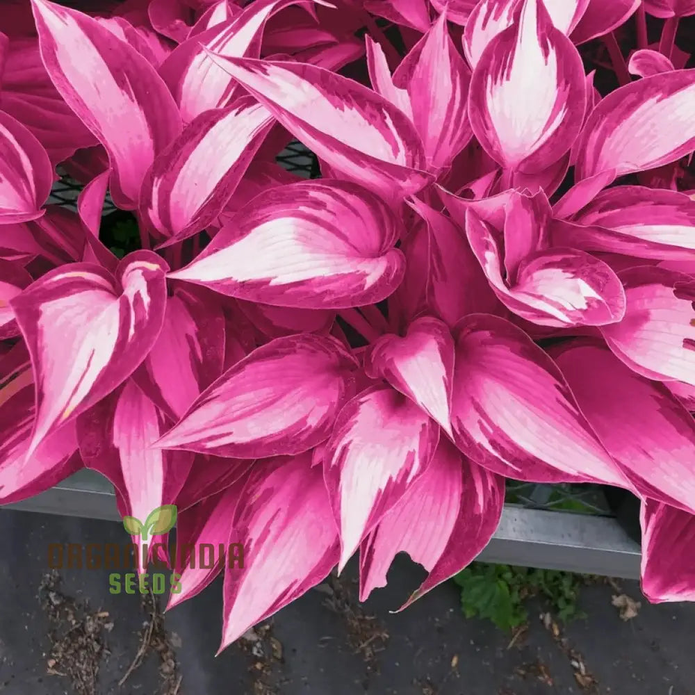 Hosta Seed Bonsai Plant  Rare Blooming Herb Seeds