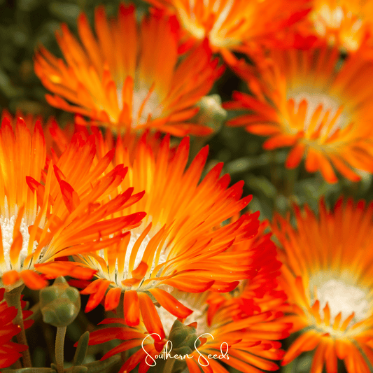 Orange Gelato Ice Plant – 200 Seeds