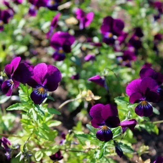 Viola Cornuta Flower Seeds for Planting – Heirloom & Non-GMO Cool Season Blooming Seeds