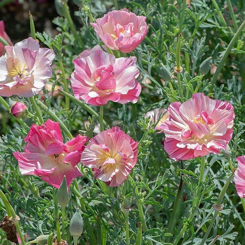 Pink Eschscholtzia (California Poppy) Flower Seeds for Planting – Heirloom & Non-GMO Delicate Blooms for Garden Beds & Wildflower Meadows