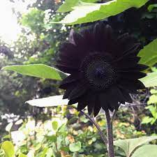 Fresh Deep Black Sunflower Seeds for Planting - Garden Growth for 50 Pcs