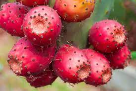Cactus Pear Seeds for Planting – Heirloom, Non-GMO, Drought-Tolerant Fruit for Home Garden & Desert Landscaping