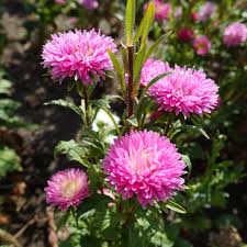 Soft Pink Aster Flower Seeds for Planting – Heirloom, Non-GMO & Organic Garden Blooms
