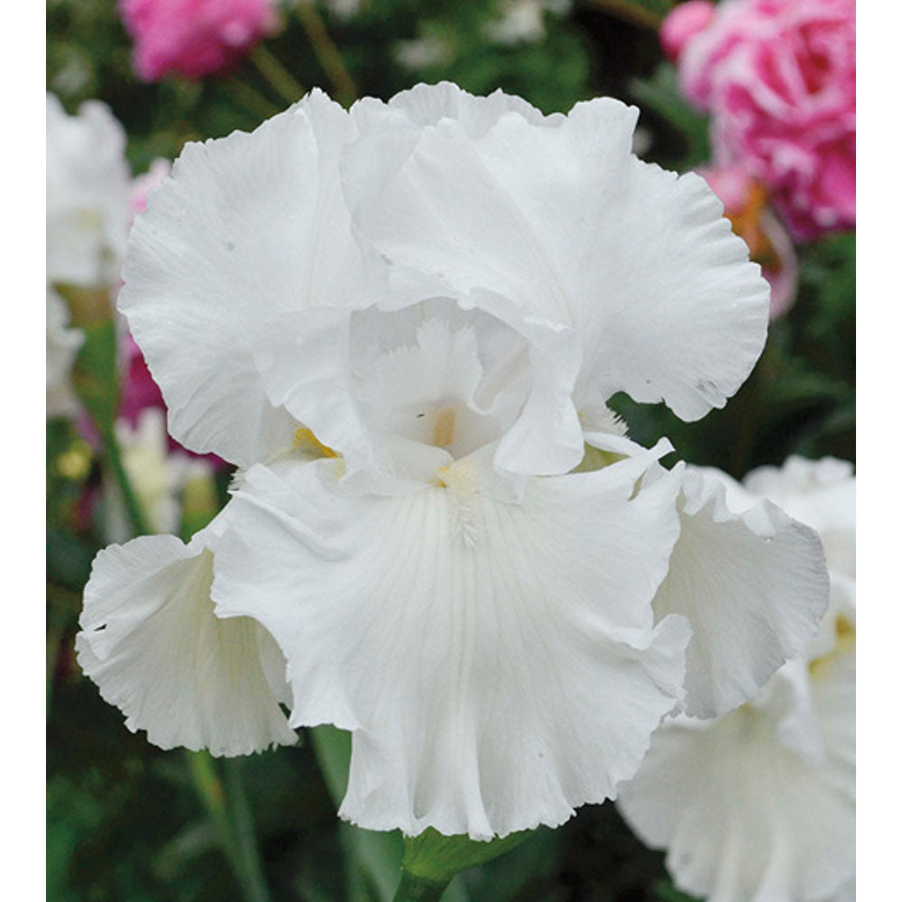 Immortality Iris Plant Fragrant Reblooming Potted Quart Pot