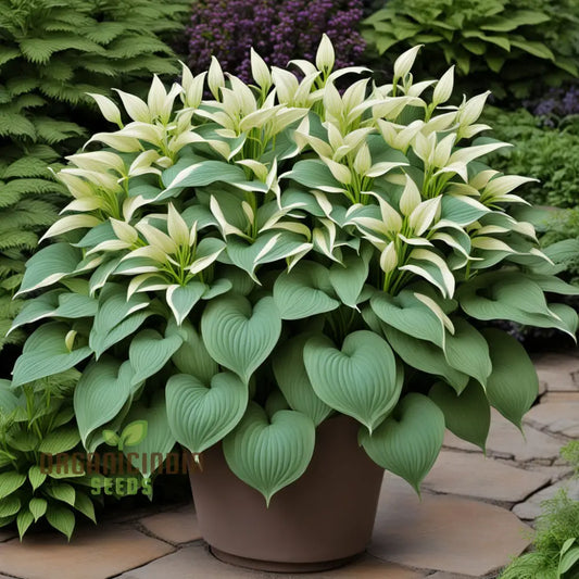 Jardin Perennials Hosta Lily Plant Seeds, Variegated Foliage Assorted Colors