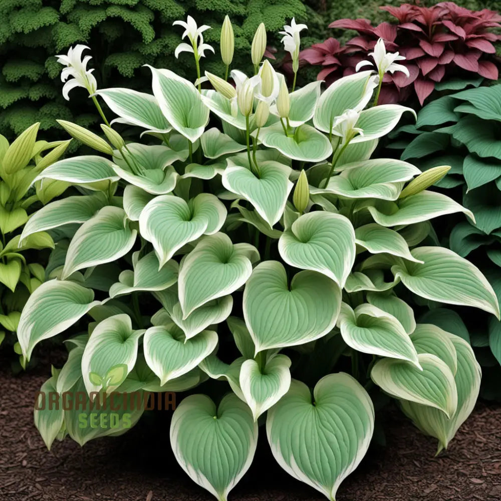 Jardin Perennials Hosta Lily Plant Seeds, Variegated Foliage Assorted Colors