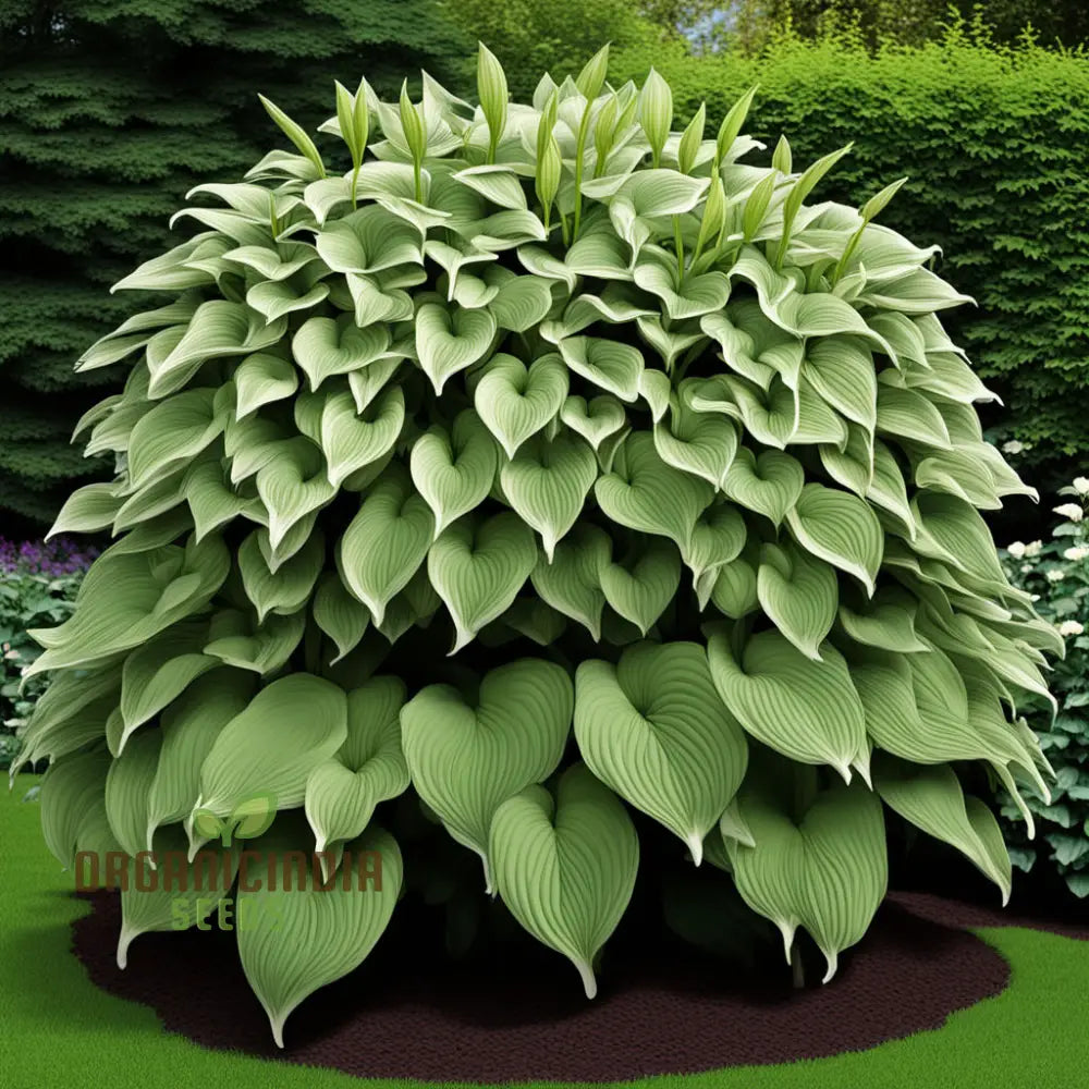 Jardin Perennials Hosta Lily Plant Seeds, Variegated Foliage Assorted Colors