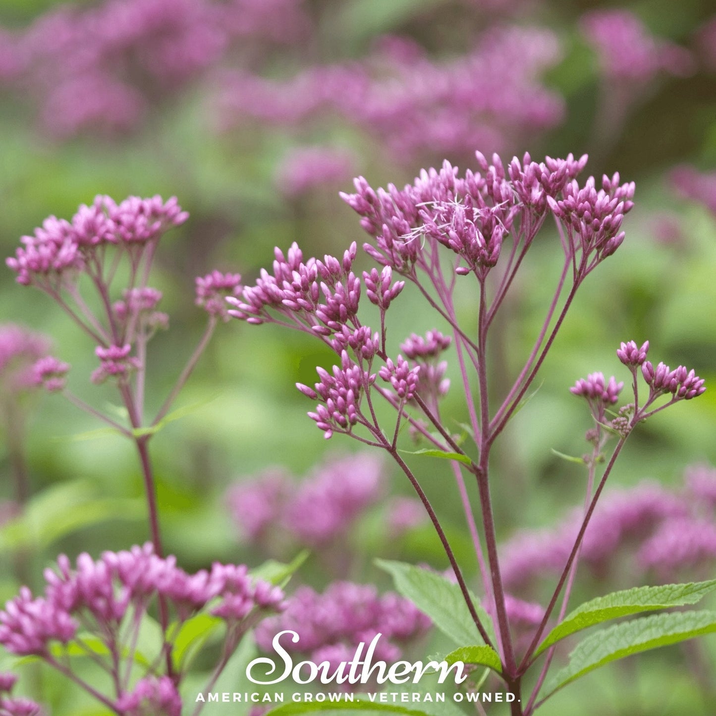 Spotted Joe Pye Weed – 100 Seeds