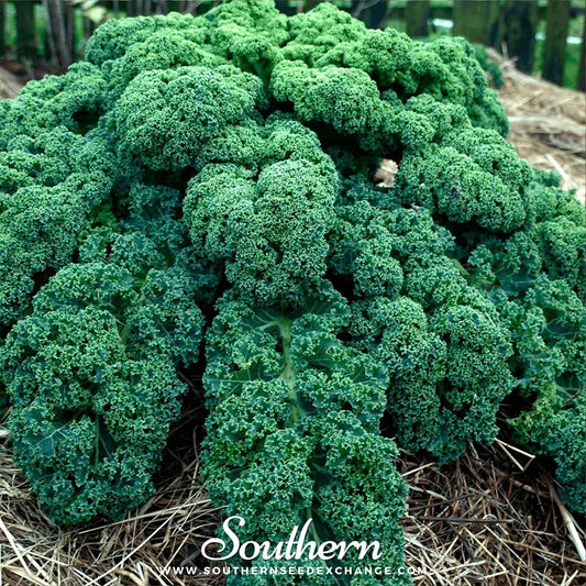 Dwarf Blue Curled Scotch Kale – 250 Seeds
